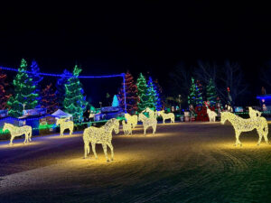 125 світлових коней у Spruce Meadows, Калгарі, Канада